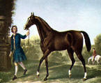 The Darley Arabian one of the forefathers of all thoroughbreds