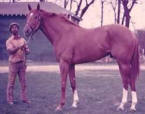 Secretariat  - 1973 winner of the USA Triple Crown