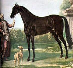 The Beyerley Turk one of the three forefathers of Thoroughbreds