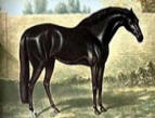 The Godolphin one of the forefathers of the thoroughbred